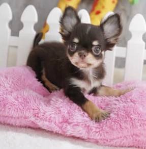 CHIHUAHUA PUPPIES VIP06🌷Head Apple Cute Dog