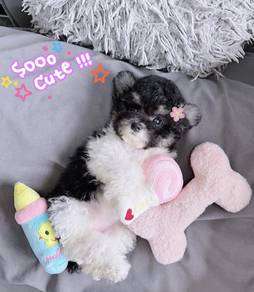 MINI POODLE PUPPIES S112 🌻 Premium Puppy