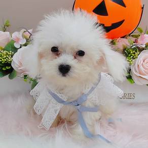 Bichon Frise