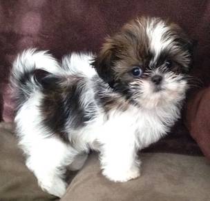 T3581 Nose-nudger Shih Tzu / Shihpoo / Cute / Tric