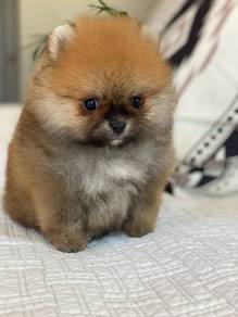 Tippy-toed Pomeranian cute face puppy Dog