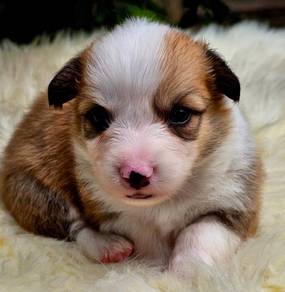 CORGI PUPPIES C112 Available Male & Female