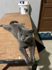 british shorthair BSH (male on heat)