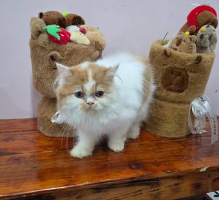 Persian Untuk Dijual !!
