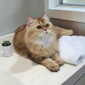 Kucing BSH BLH British Longhair Golden