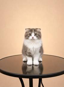 Scottish Fold British Long Hair