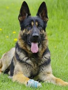 German Shepherd