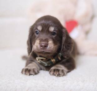 MINIATURE DACHSHUND Puppies D184 PREMIUM Quality