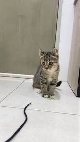 american curl