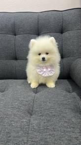 Snow White Male Pomeranian Puppies M-290