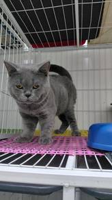 Bsh male untuk rehome