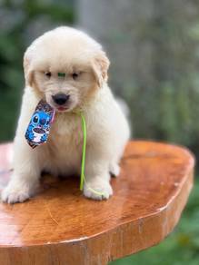 golden retriever puppies e