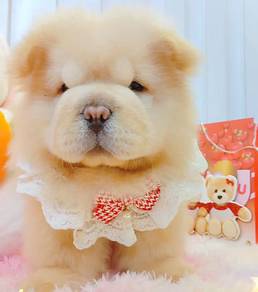 Chow Chow