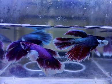 Dumbo Betta Fish Ikan Laga 