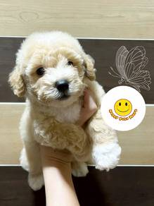 PP9969 Tiny Poodle light color haired puppy