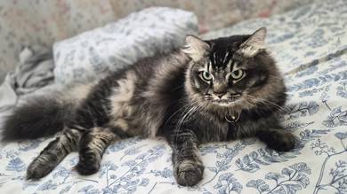 Male Maine Coon Munchkin
