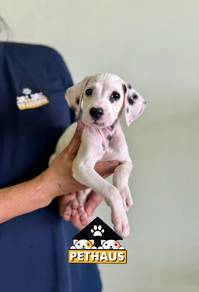 Dalmatian 