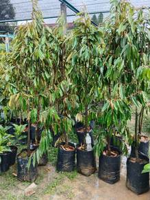 Anak pokok Durian kawin