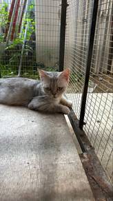 kucing