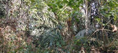 Agricultural Land in Sungai Siput, PRK