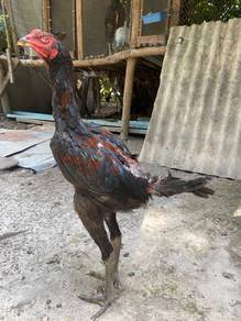 ayam baik