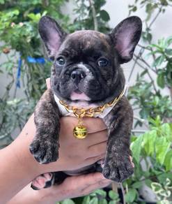 FRENCH BULLDOG PUPPIES S213 🌻Cute Puppy Available