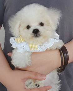 Bichon
