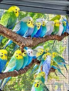 Budgie Birds