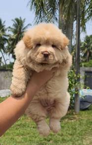 Bear Face Chow Chow 熊脸狮子狗 松狮犬 妹妹