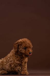 toy poodle o