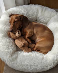 U4815 Furry Dachshund little paaws and a happy hea