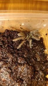 hurcules tarantula