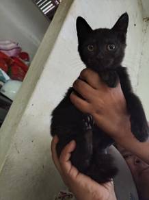 black/mix cat