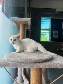 Bsh munchkin 
