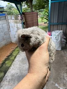 Tikus Belanda / Guinea Pig