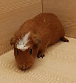 Crested Guinea Pig