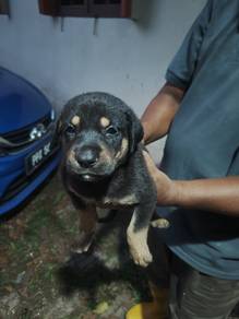 Puppies to adopt
