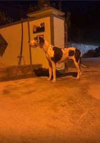 Great Dane