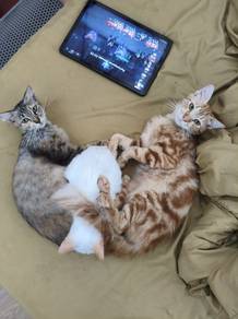 2 ekor utk adoption 