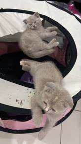 bsh female and male