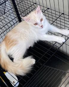 Domestic Long Hair(DLH) 