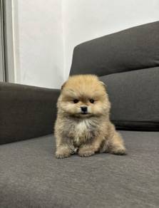 H00-1055 Tiny Pomeranian puppies