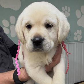 Labrador retriever puppies 00