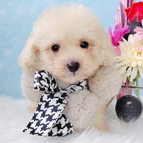 Poodle