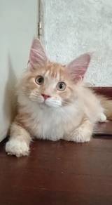 Mainecoon kitten female 6 months