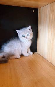 British short hair kitten