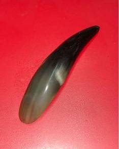 Ox Horn