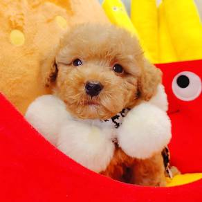Poodle