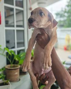 great Dane puppies 