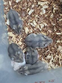 winter white hamster wiwi